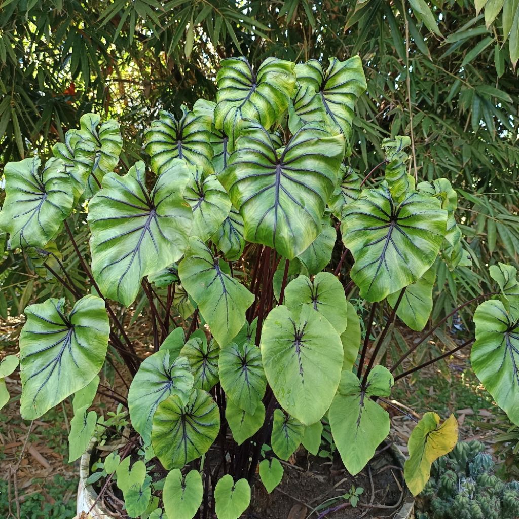 colocasia Pharaoh Mask/Topeng Fir'aun versi paling ekonomis SBA