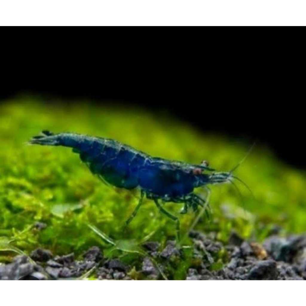 Udang hias blue diamond