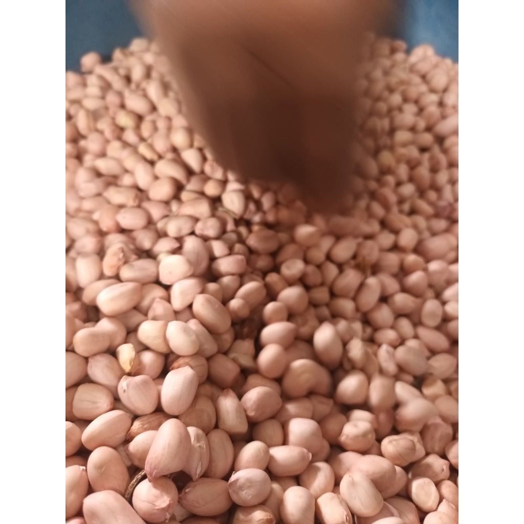 

kacang tanah