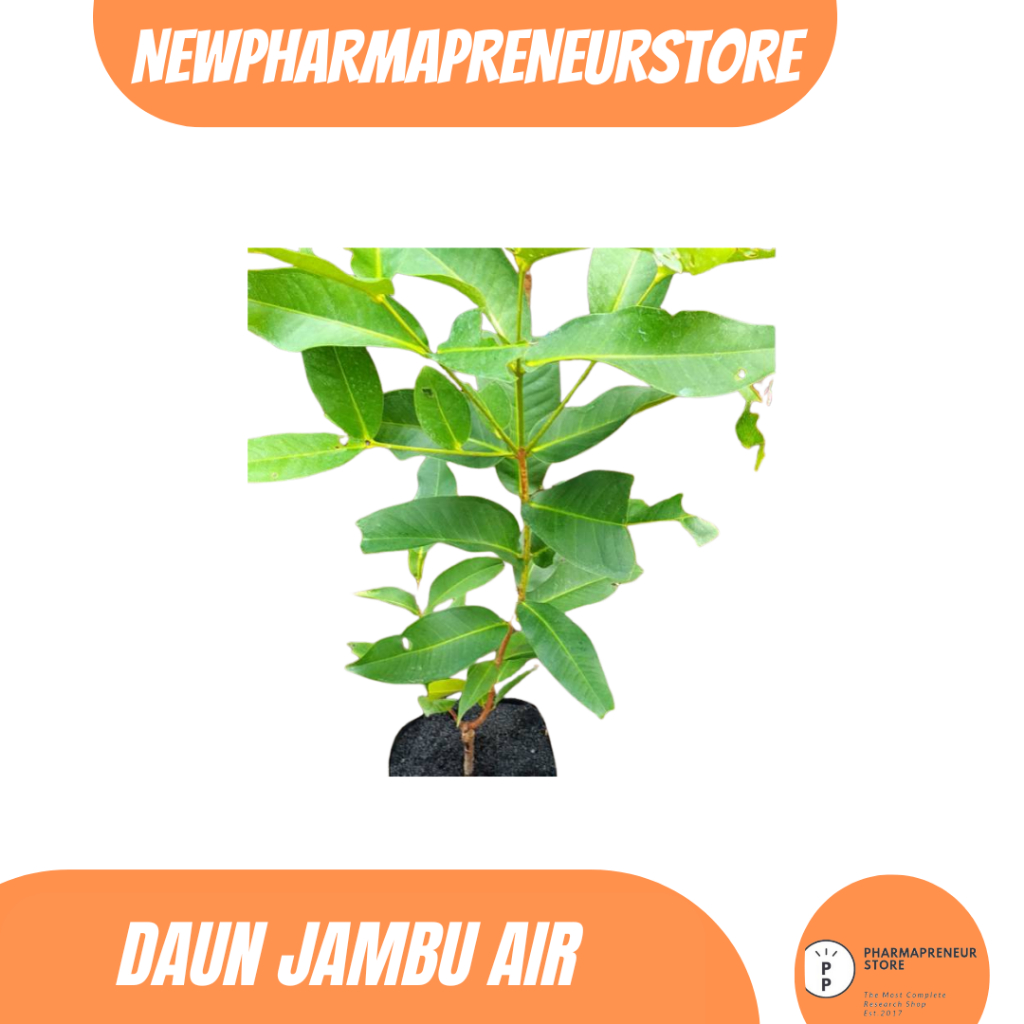 

DAUN JAMBU AIR PER 10 LEMBAR SUPER BEST PRODUCT