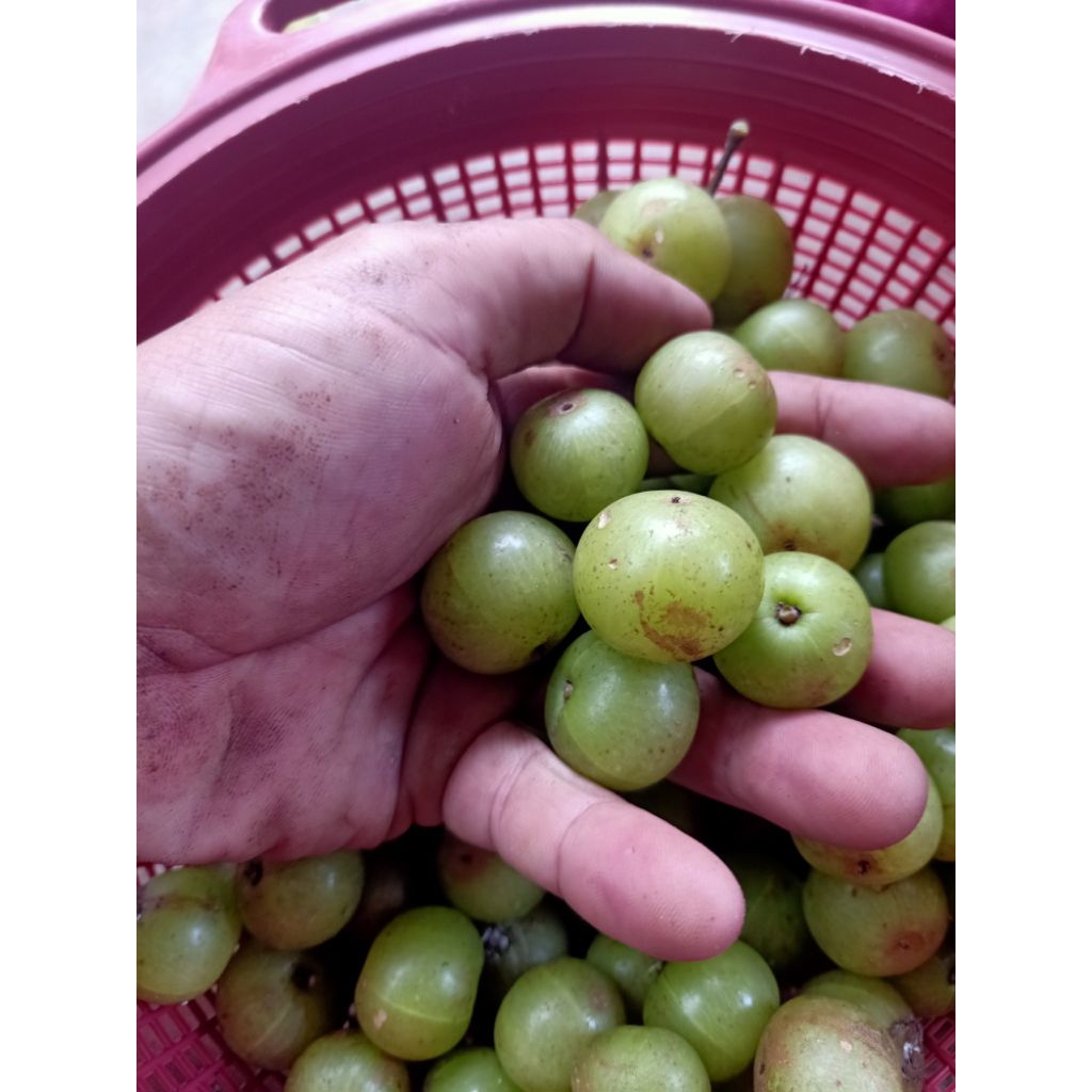 

buah Malaka 1 kg segar