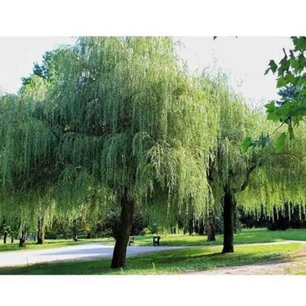 Bibit Tanaman Pohon Liang Liu