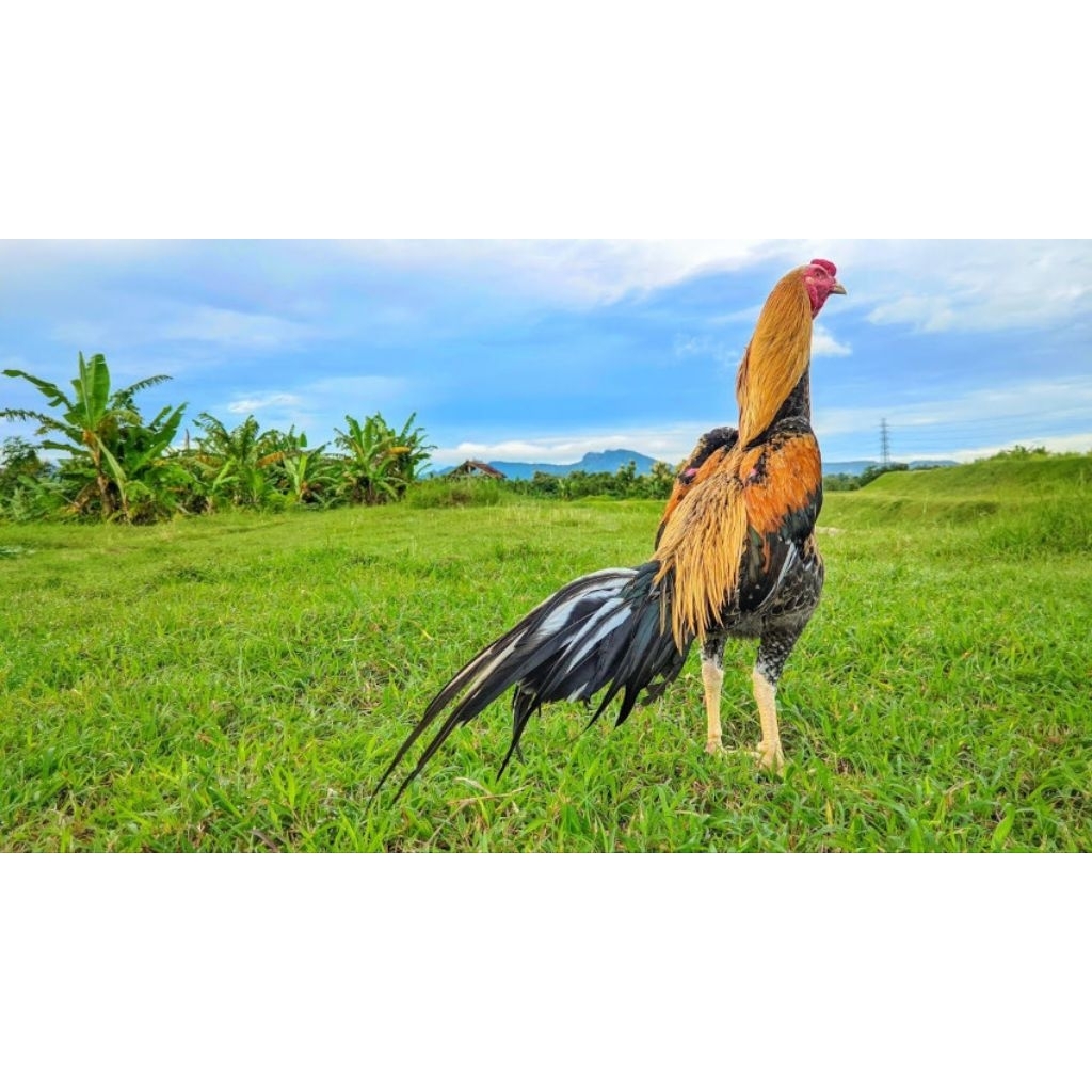 

Paket hemat 3 Telur Ayam Bangkok Wiring Kuning ORI Fertil siap Buat ditetaskan