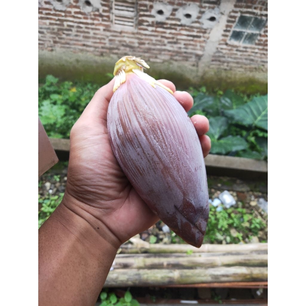 

Sayur Jantung pisang Batu/klutuk 1 pcs, sayur Jantung pisang