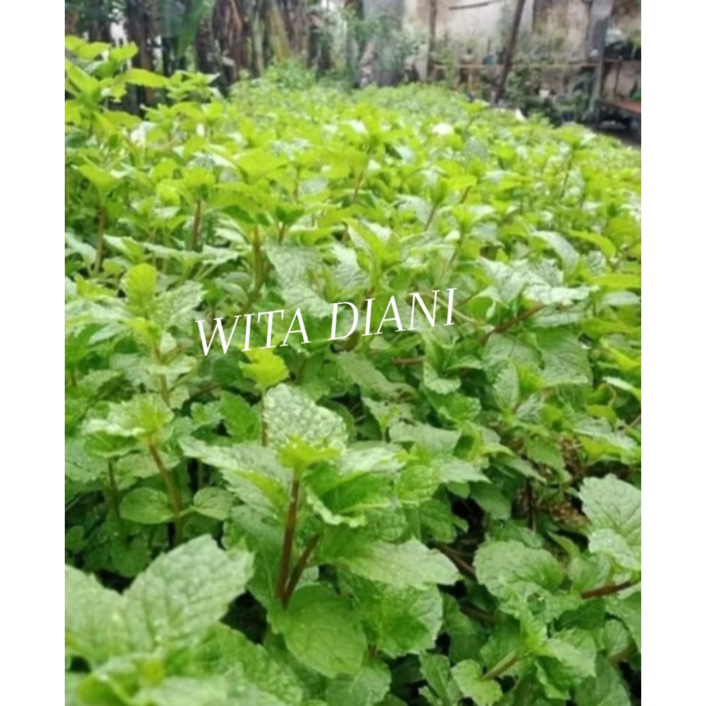 

Lalapan Daun Mint Segar
