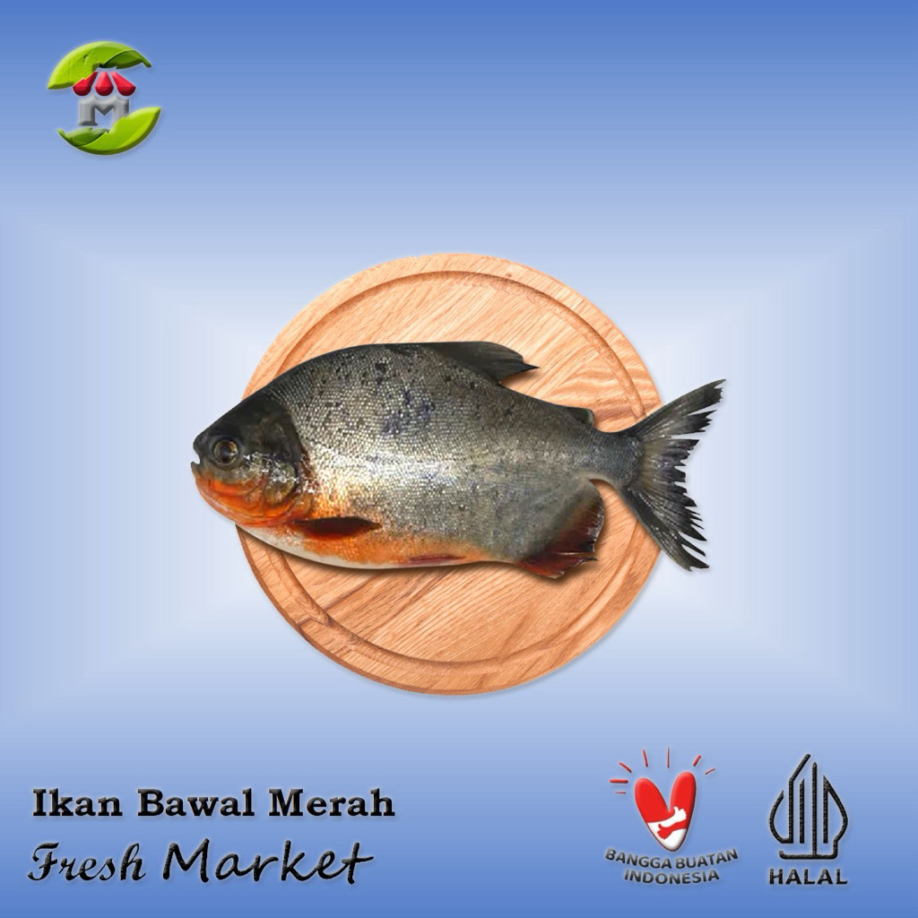 

[BOGOR] Ikan Bawal Merah Tawar 900gr - 1kg