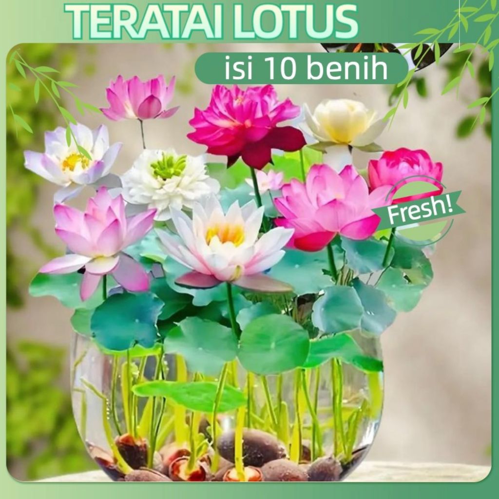 10 benih biji tanaman air teratai lotus/bunga hias tanaman air