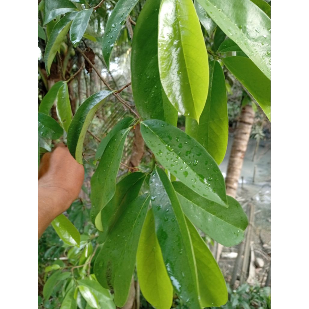 

daun sirsak segar alami langsung petik 100 lembar