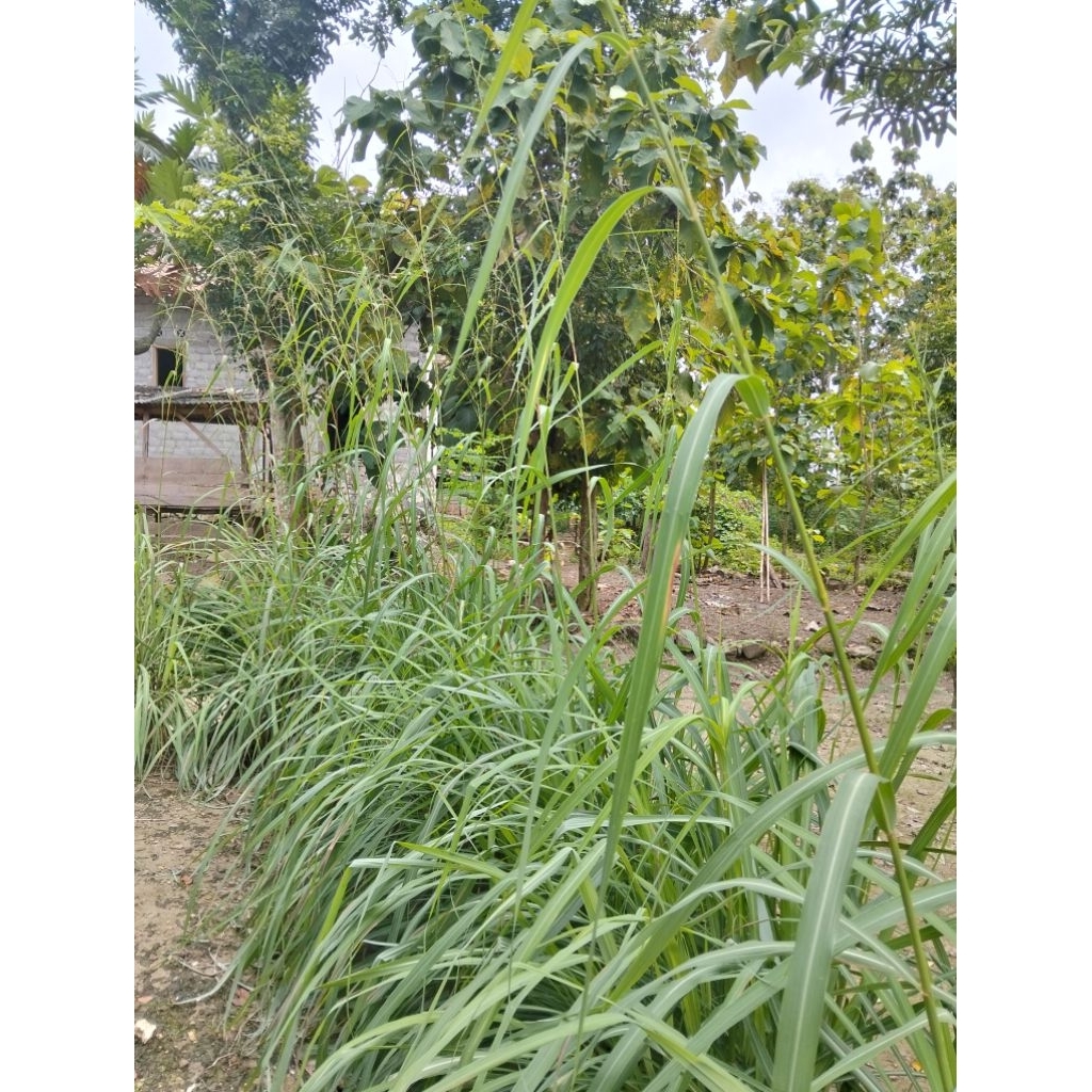 

sereh merah/sereh wangi 500gram
