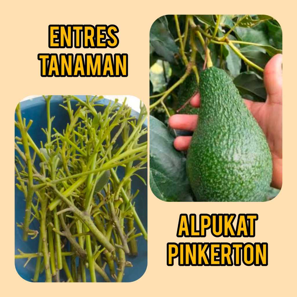 Entres / Mata Tunas Alpukat Pinkerton