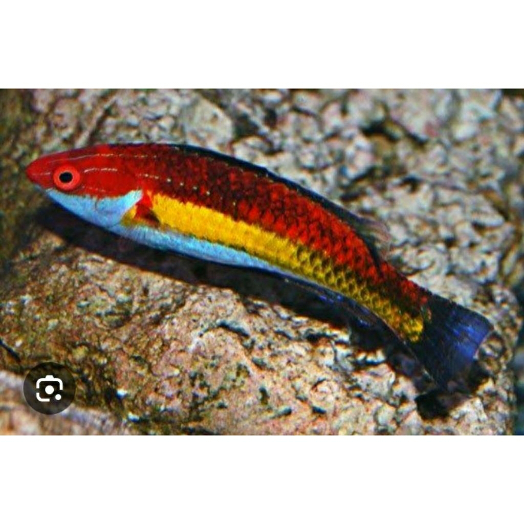 

IKAN HIAS LAUT NAKAO JERMAN