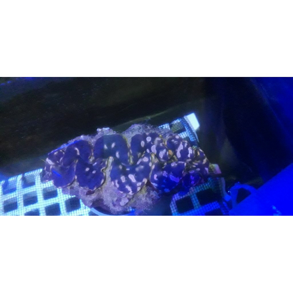 

KERANG KIMA LAUT/ KERANG HIAS BIG SIZE 20cm