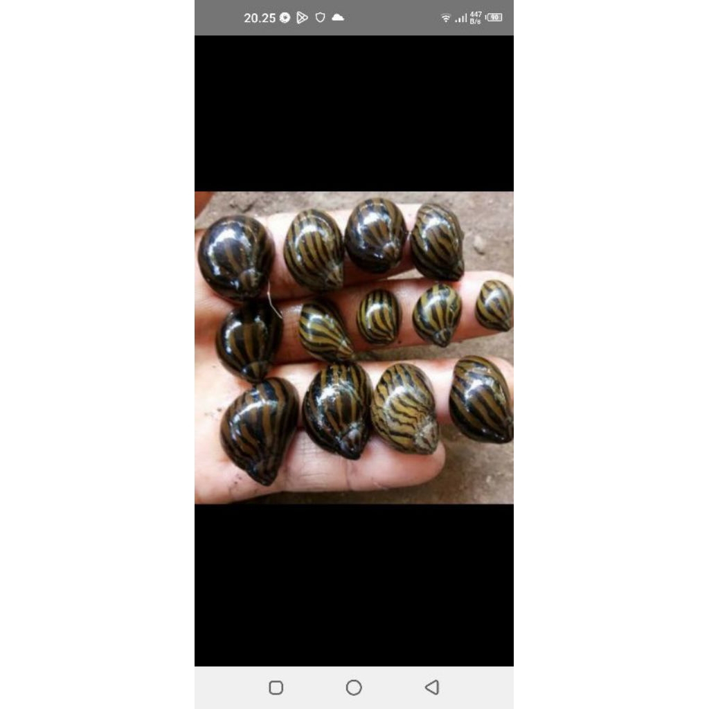 keong turbo/keong zebra/keong pembersih akuarium