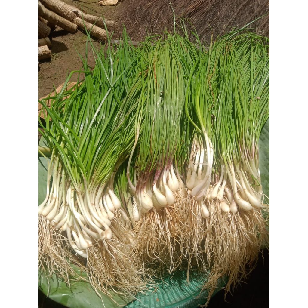 

BAWANG BATAK BAWANG KUCAI LOKIO PER IKAT