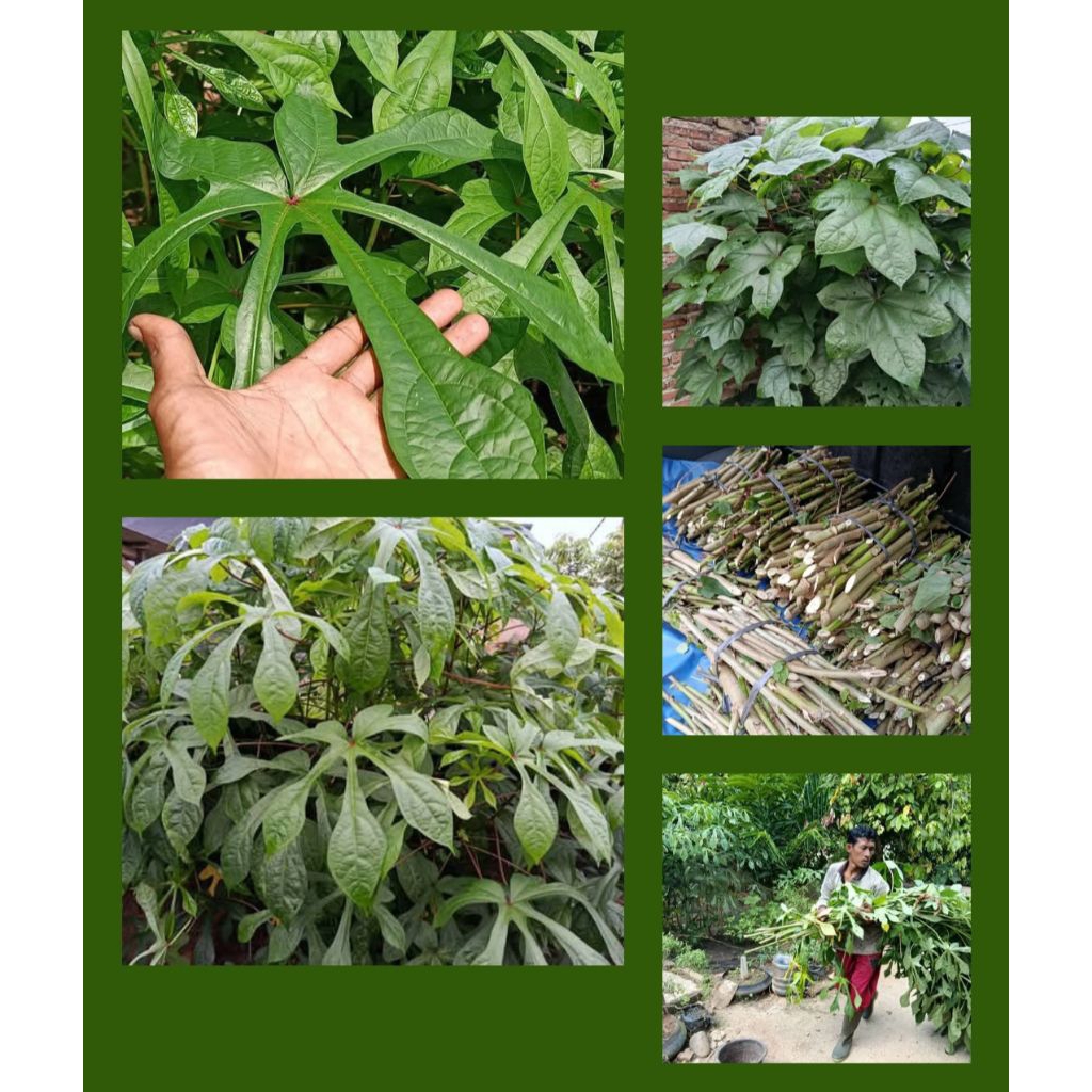 Bibit Singkong Papua Pringsewu Lampung 1 paket isi 50 batang Pakan Ternak Daun Gedi Lebar dan Daun G