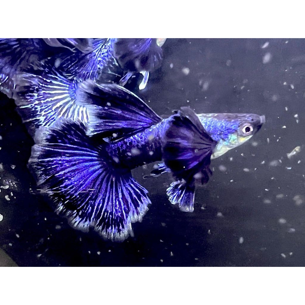 

(stiker) guppy purple dragon