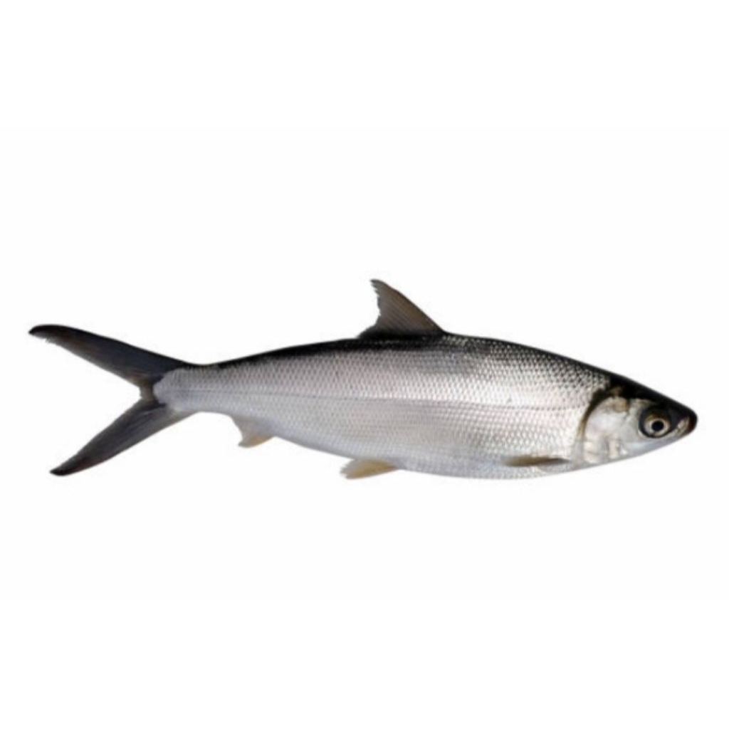 

Ikan Bandeng Segar isi Sekilo 2 Ekor