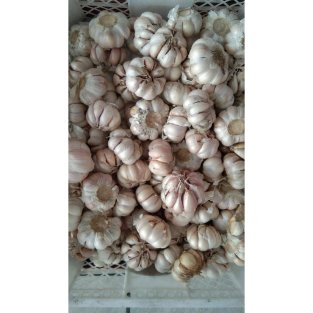 

Bawang Putih Per Ons