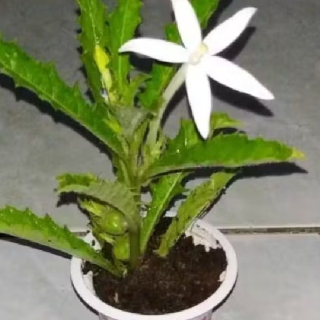 new promo bibit kitolod okbat  tetes mata almi