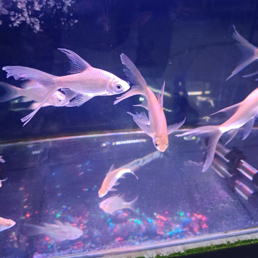 Ikan hias kaviat slayer