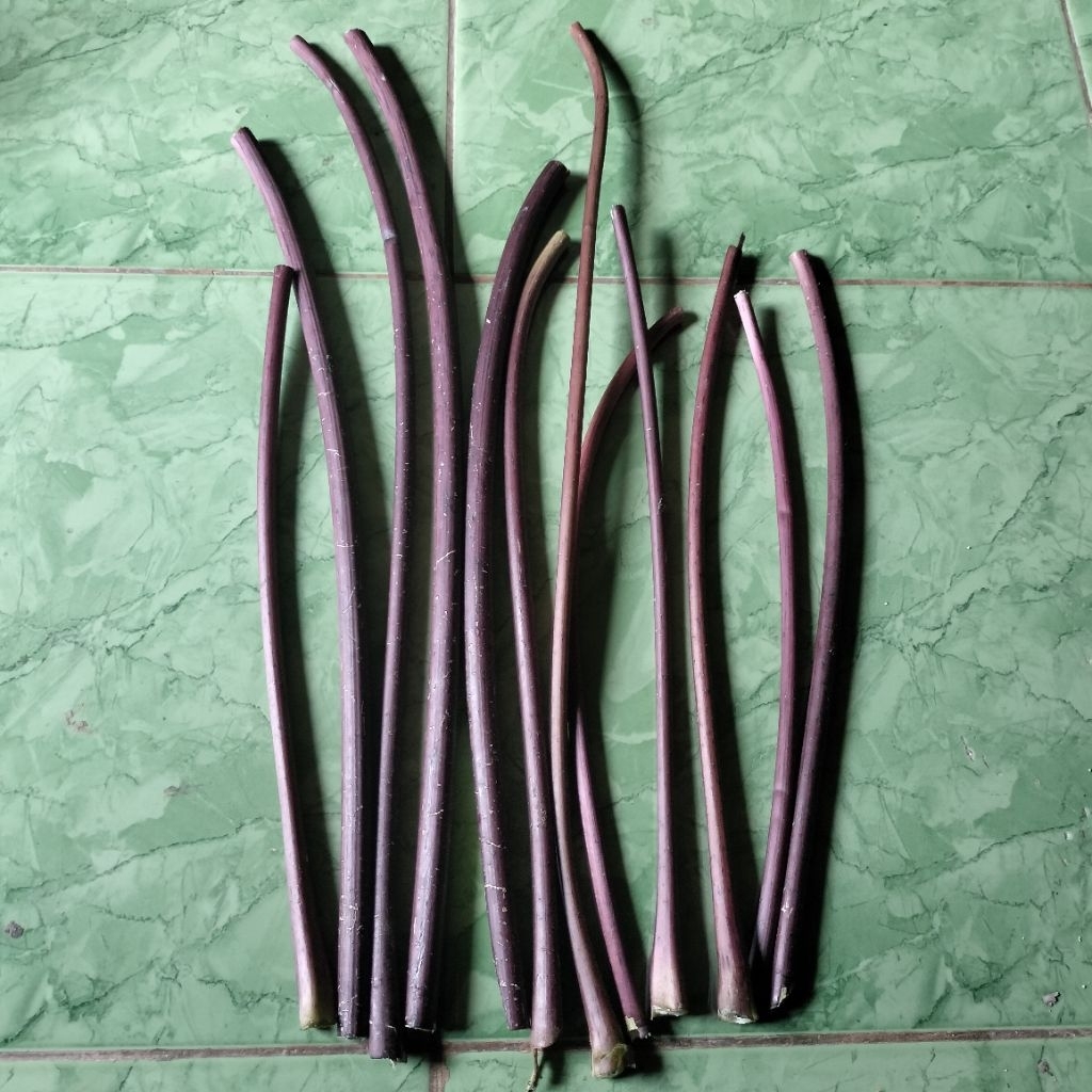 

Batang daun pepaya Wulung / pepaya ungu