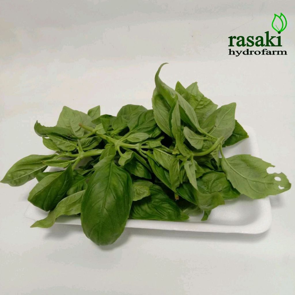 

sayur segar daun basil 1kg