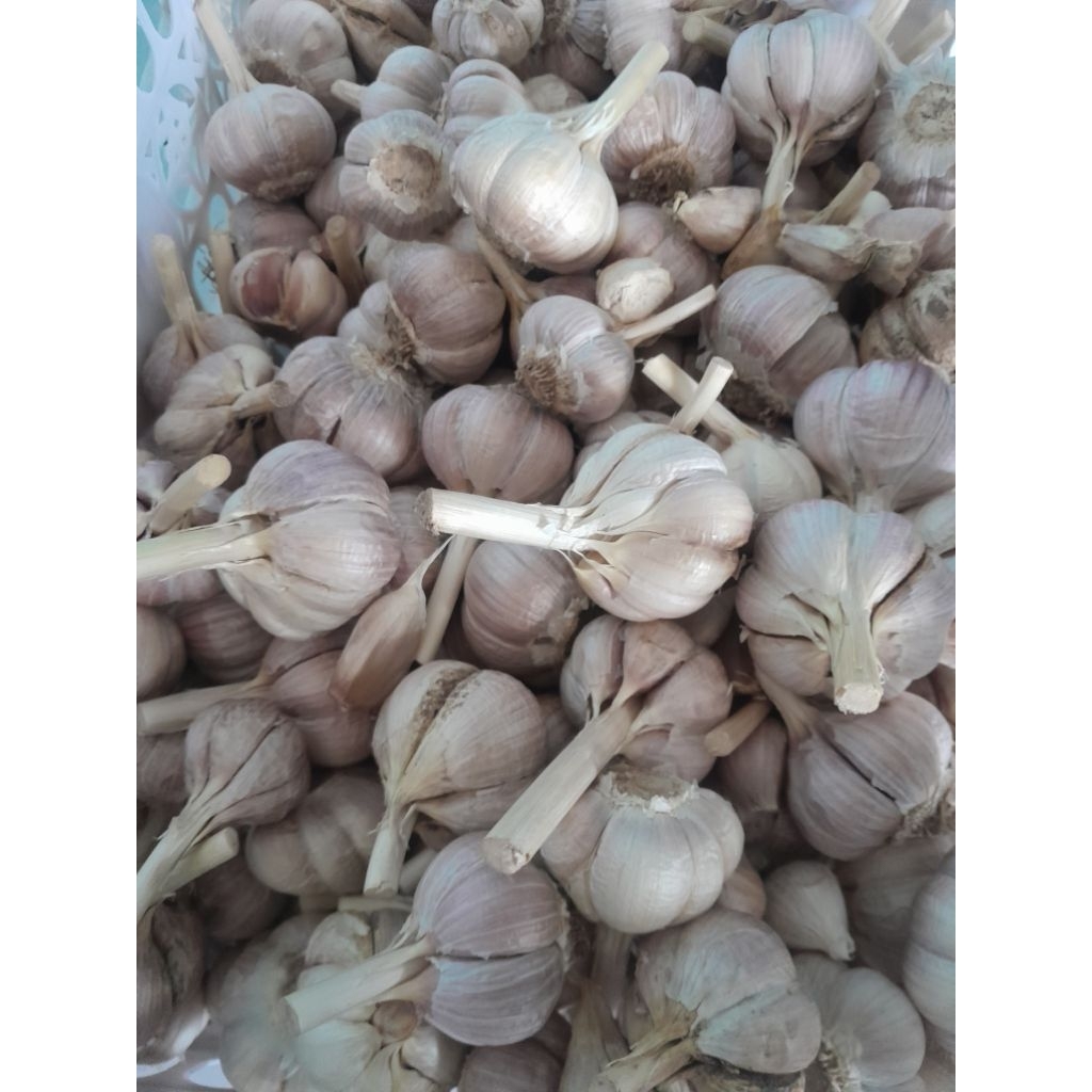 

bawang murah / bawang putih kating bersih 500 gr