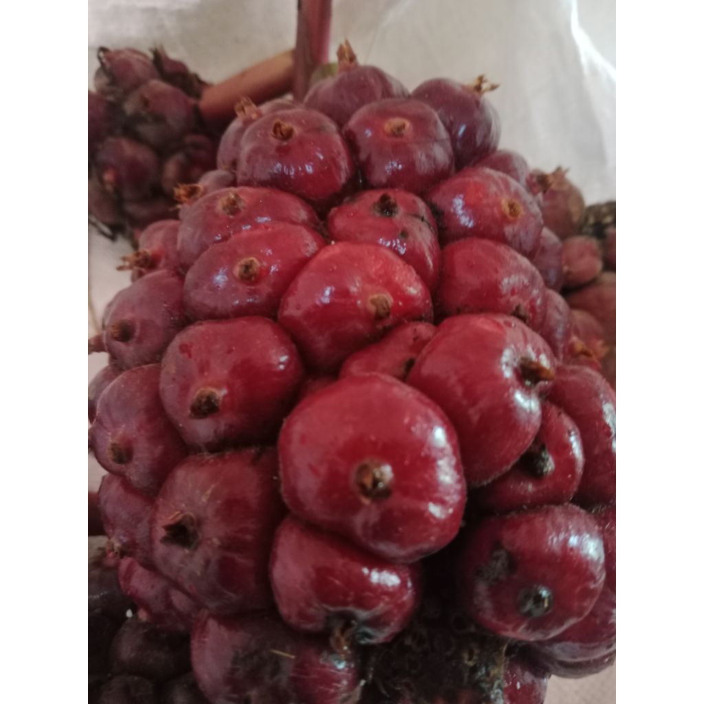 

Buah honje merah