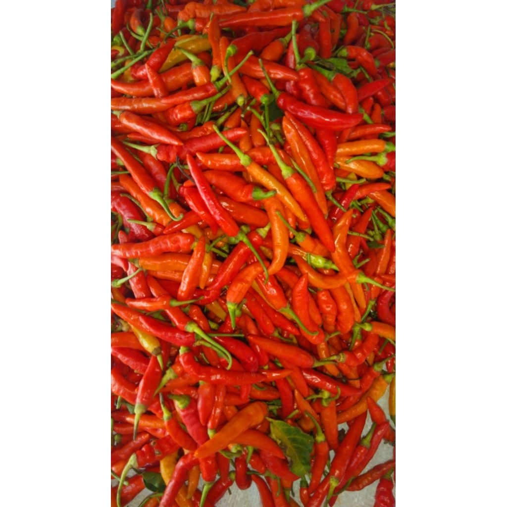 

cabe rawit