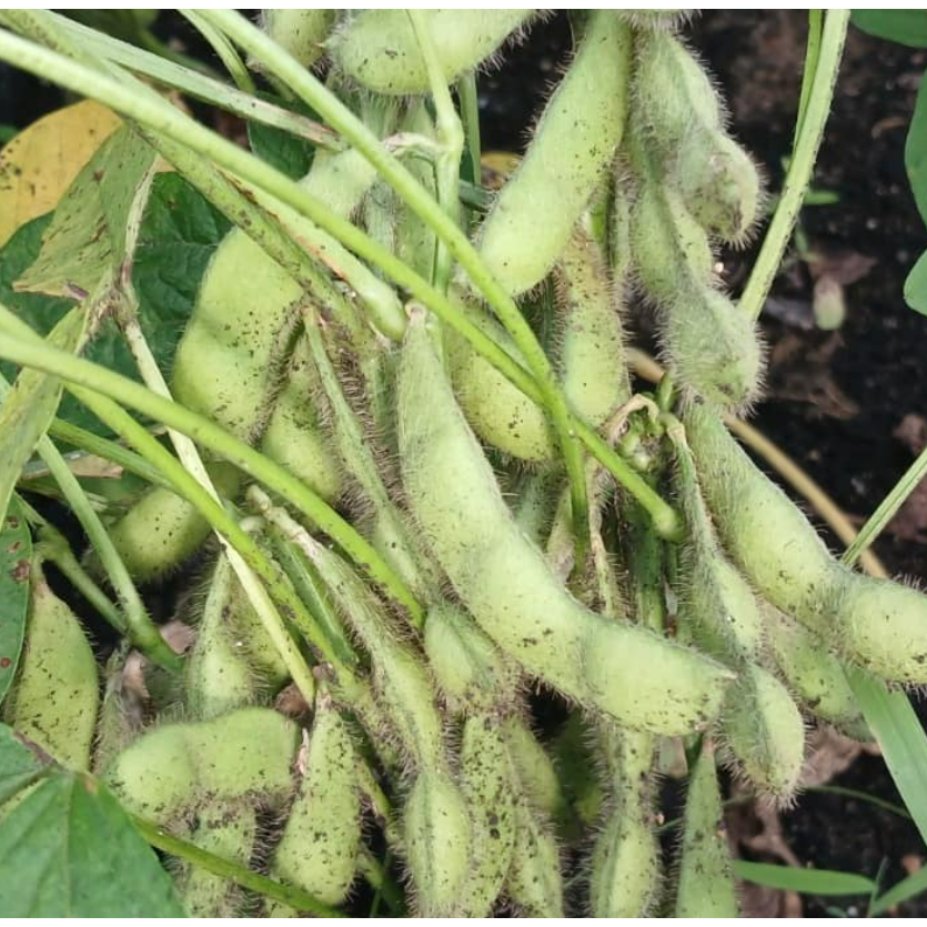 Raflezia Benih Edamame Biomax Agri Seed 20 Gram Kedelai Jepang Produksi Tinggi Mudah Dirawat