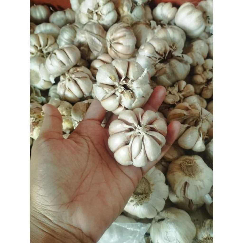 

Bawang putih honan sinco 1kg