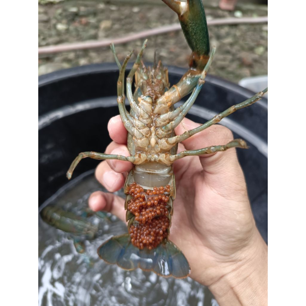 

Indukan Lobster Air Tawar Bertelur -- Wajib Box Garansi Untuk Luar Kota