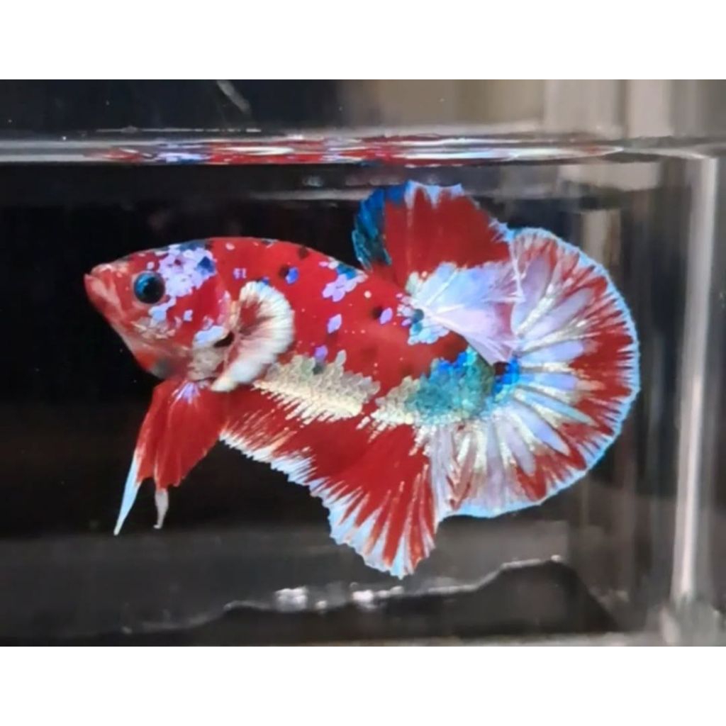 Hiasan aquarium cupang barongsai sepasang