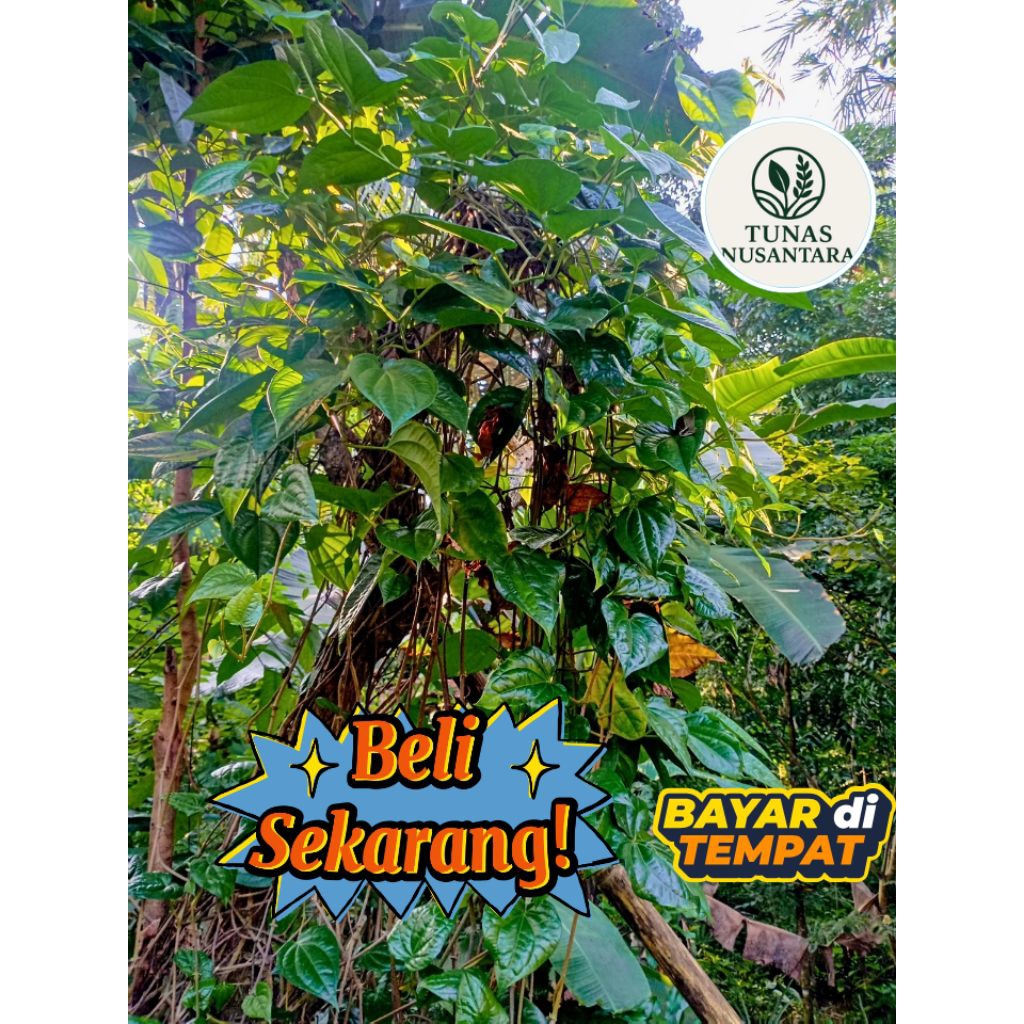 

daun sirih hijau segar per 100 lembar