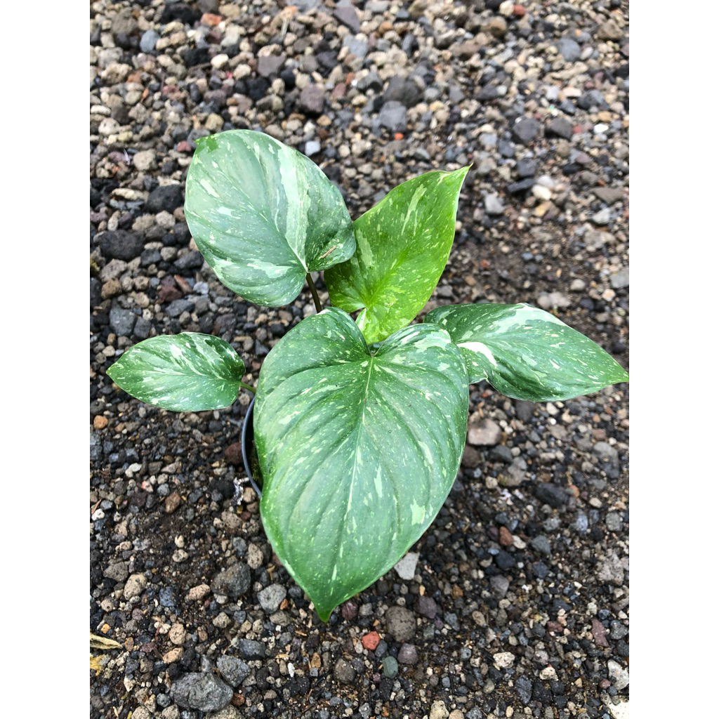 Homalomena Thai Stardust