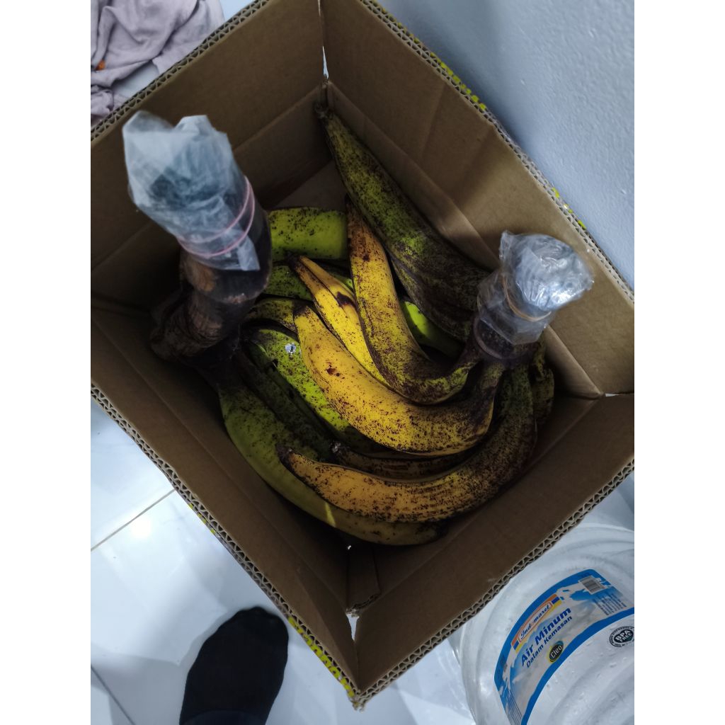 

pisang tanduk jumbo besar 1 pcs