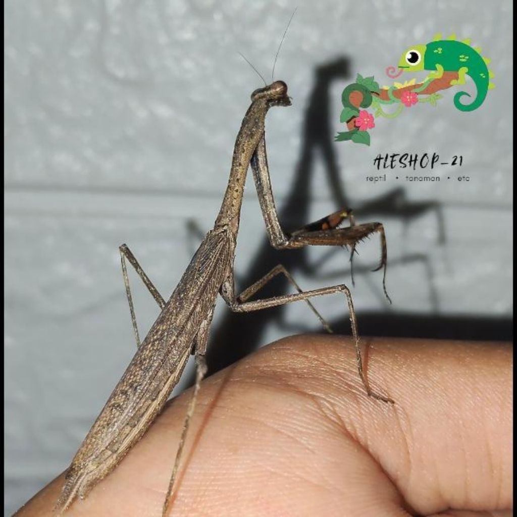 koleksi belalang sembah coklat sungguhan murah