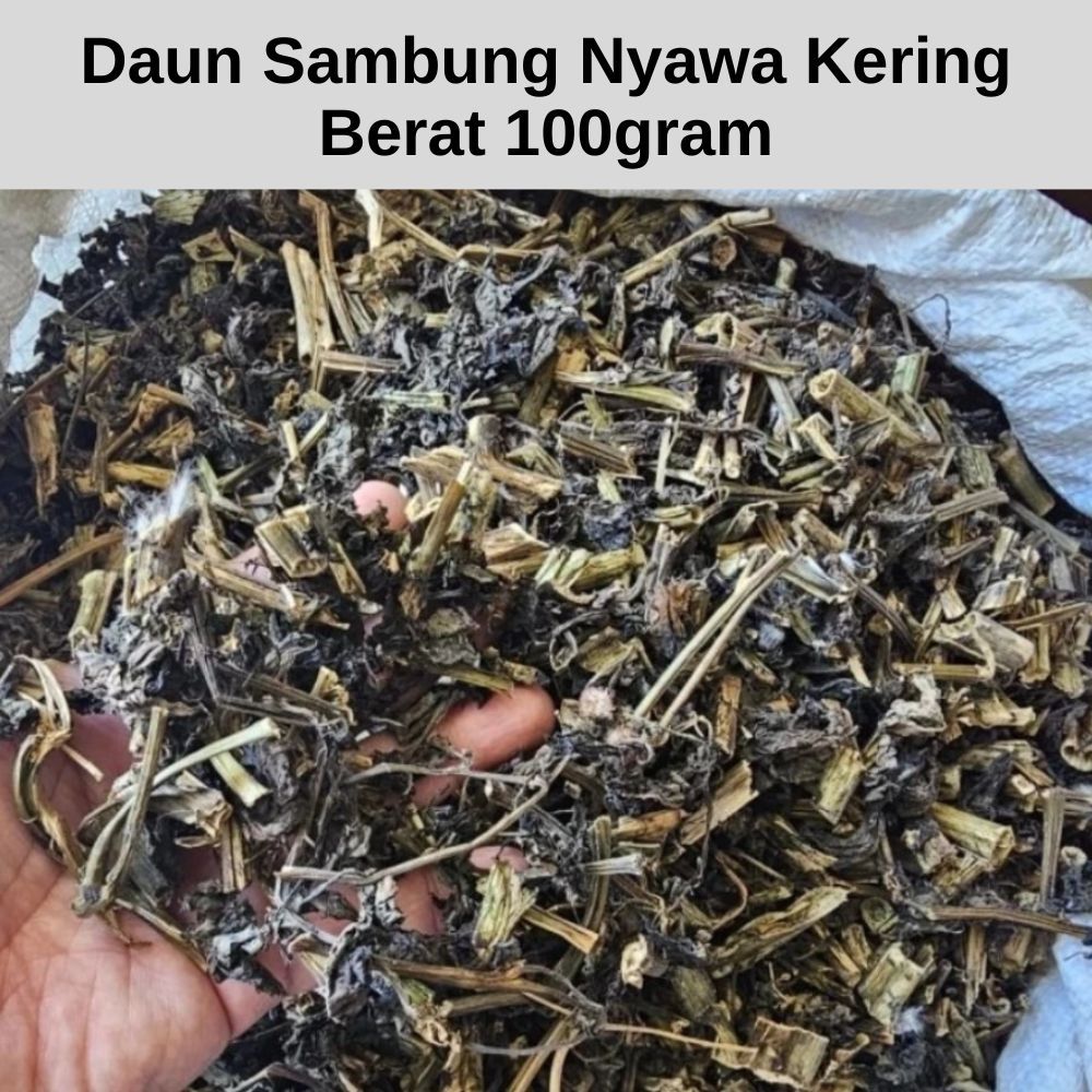 

Daun Sambung Nyawa Kering 100gr Herbal Asli Original