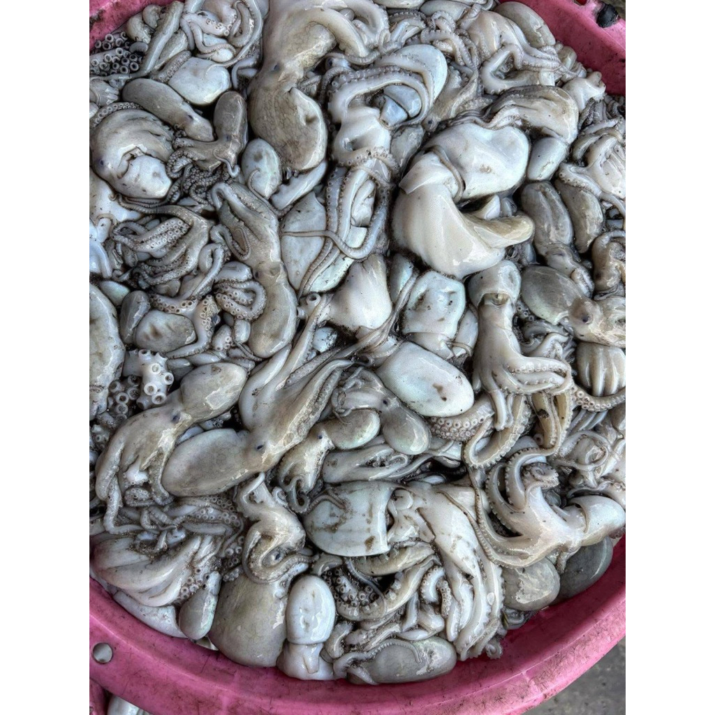 

Gurita / octopus 1 kg
