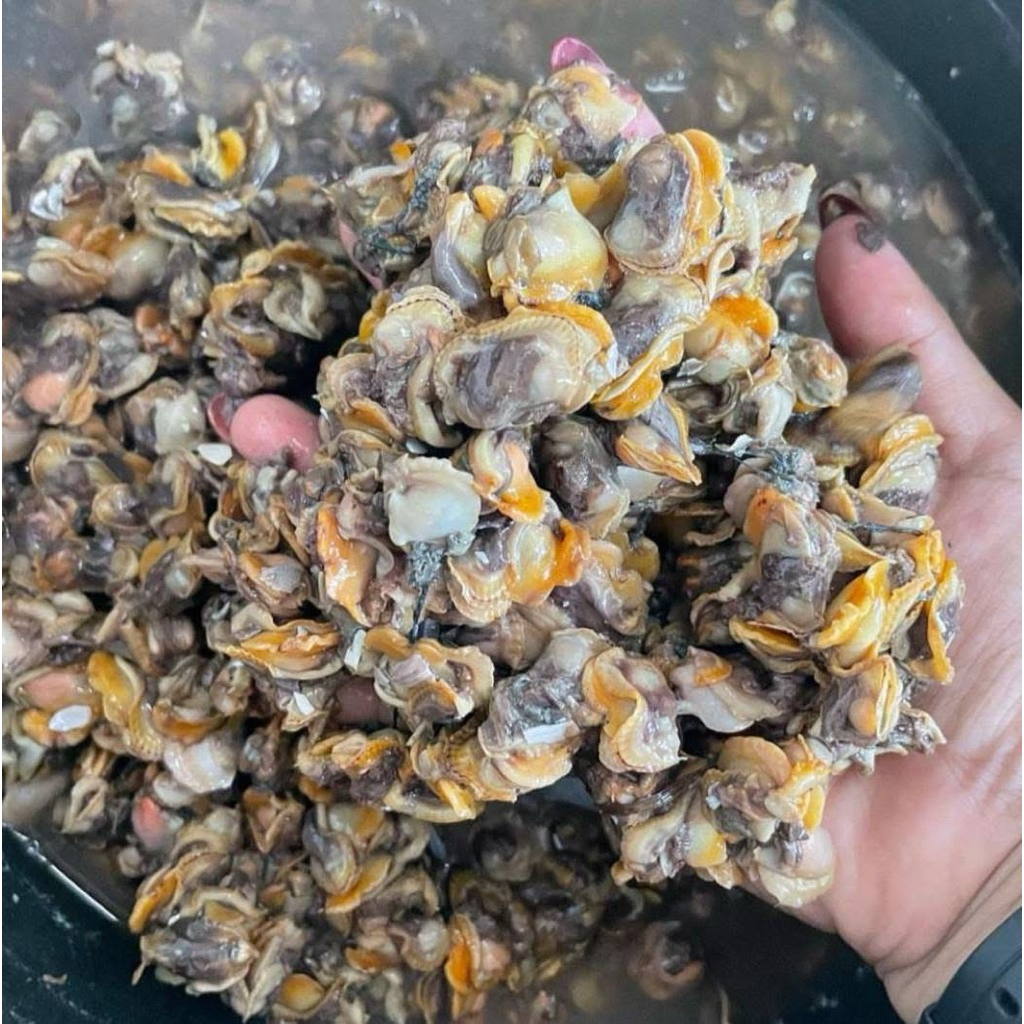 

Kerang darah kupas 500 gr