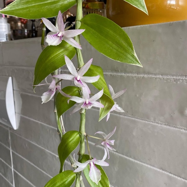 Anggrek Dendrobium Aphyllum ‘Variegata’ - Seedling