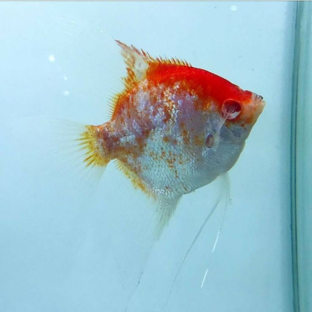 Manfish Red Cap Albino Size 6 - 7cm Prediksi Sepasang - ETALASE