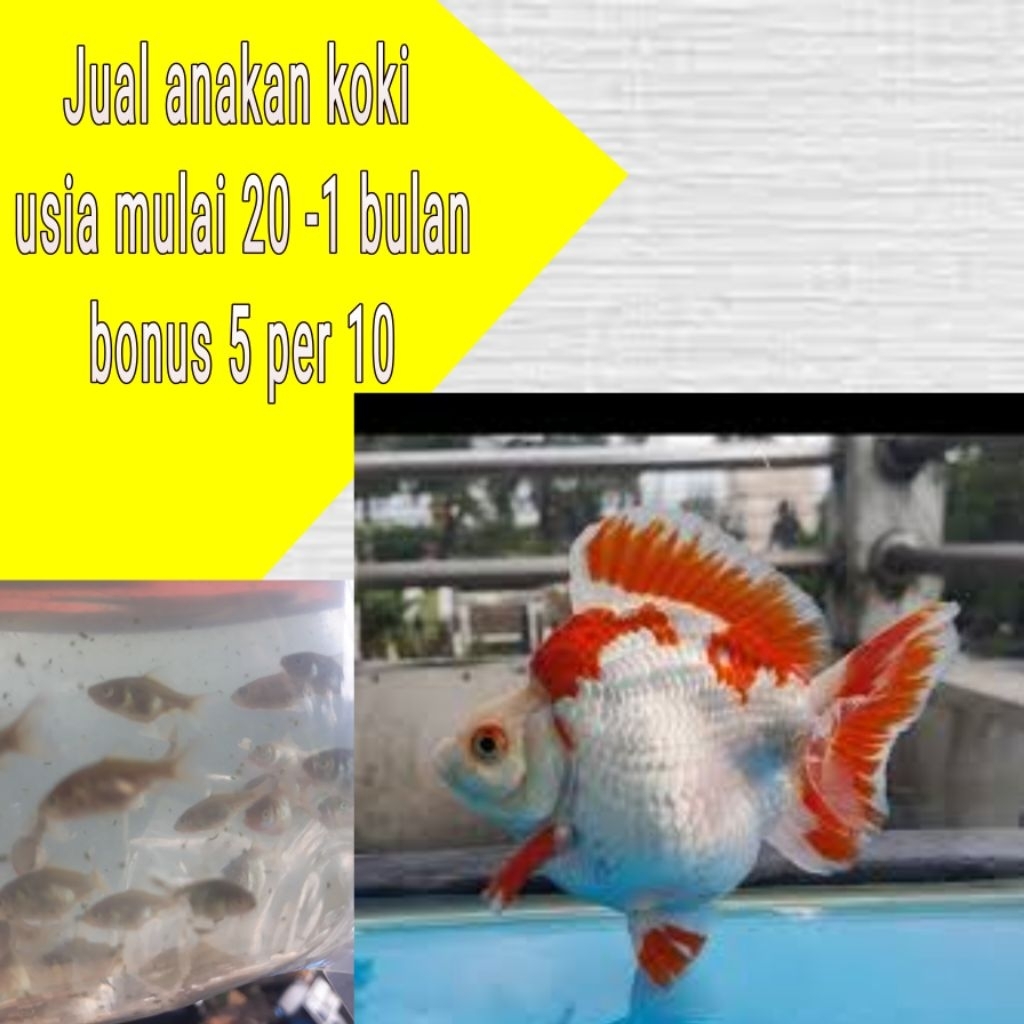 Hiasan akurium Rykn Bonus 5+