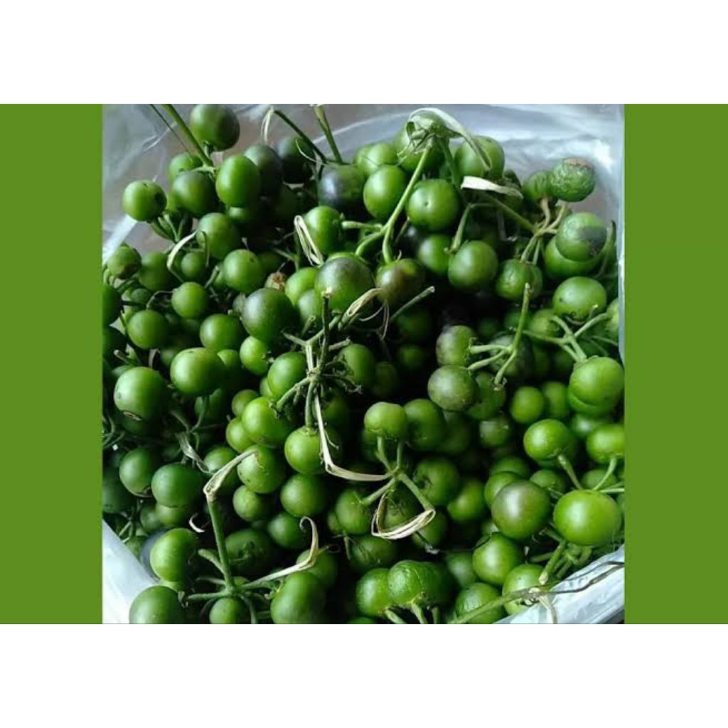 

Leunca / Lenca / Ranti 250gr