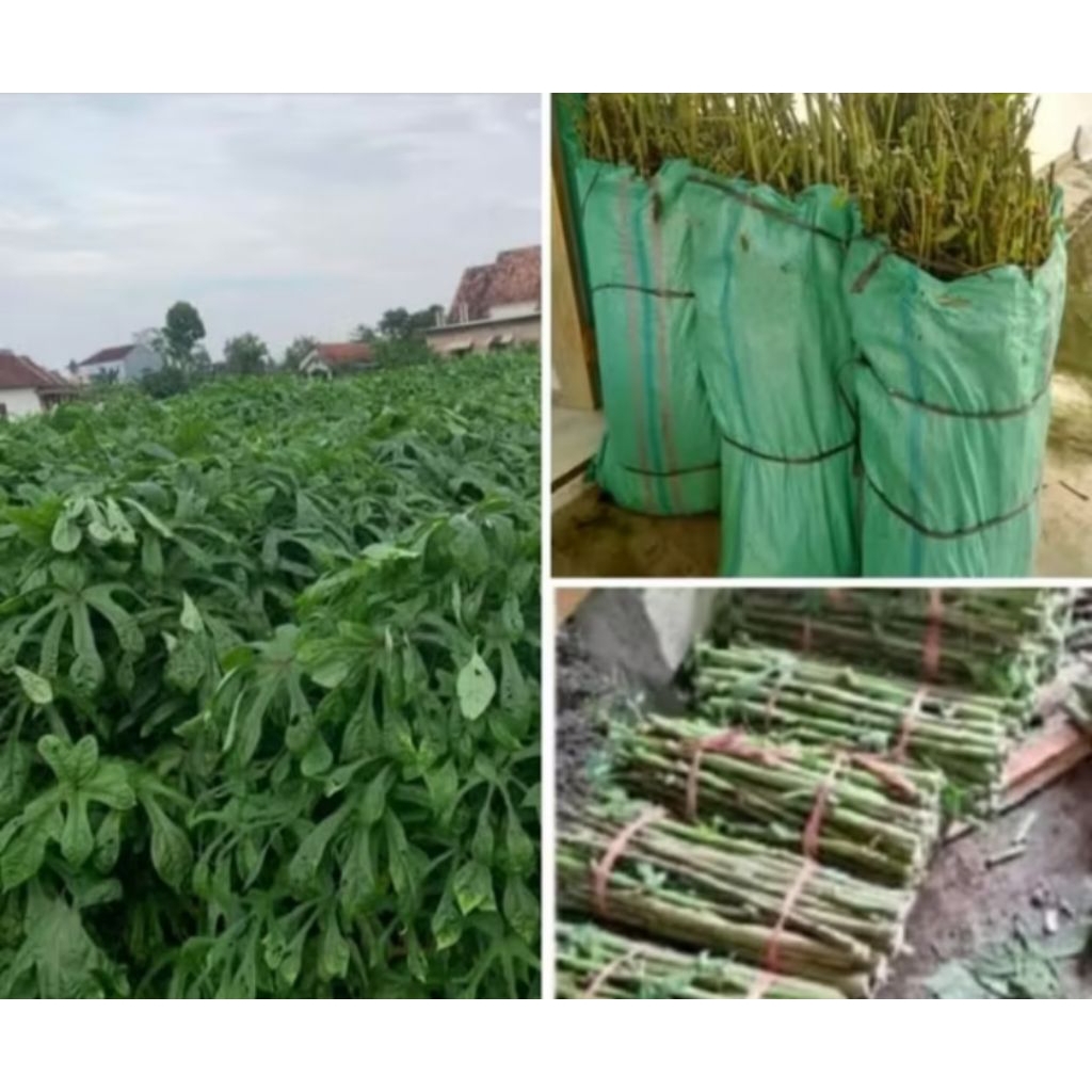 Bibit singkong Papua