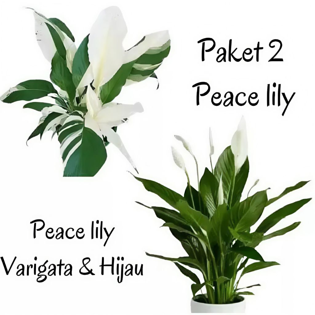 ( BISA COD ) Paket 2 tanaman peace lily - peace lily varigata - peace lily hijau