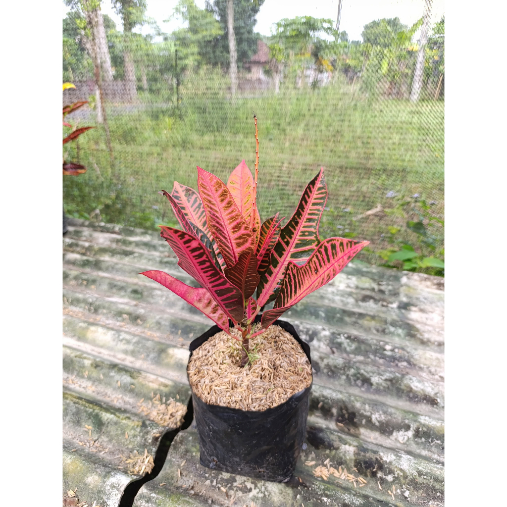 Bibit Tanaman Hias Bunga Puring Pink Meridian