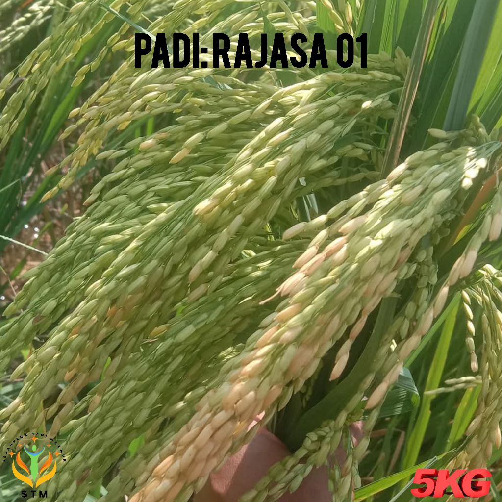 Bibit Padi Rajasa 01 Super Kualitas Unggul Kemasan 5Kg
