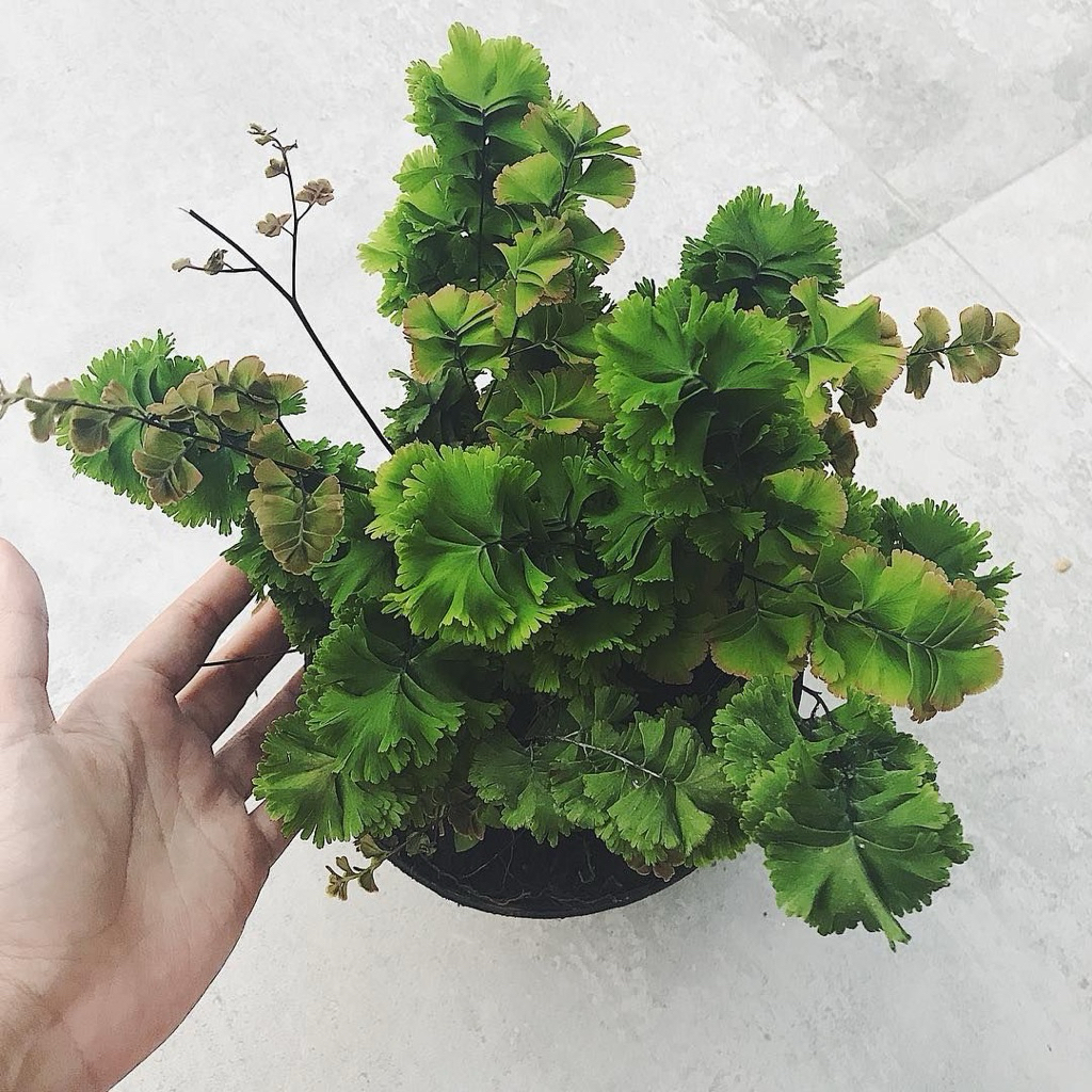 tanaman hias suplir tusuk sate rimbun - suplier tusuk sate - suplir maiden hair