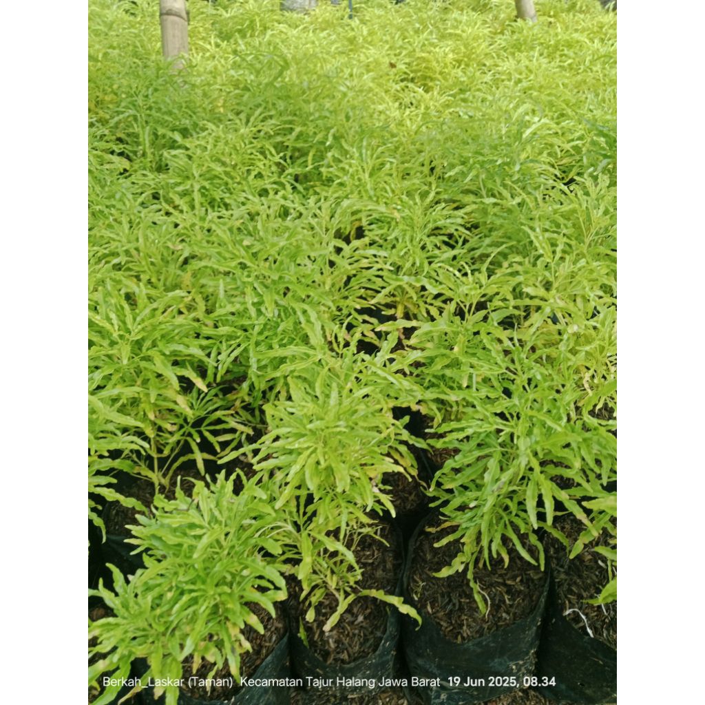 

tanaman hias brokoli kuning/bibit pohon brokoli kuning